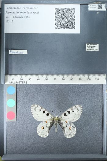 Media type: image;   Entomology 152371